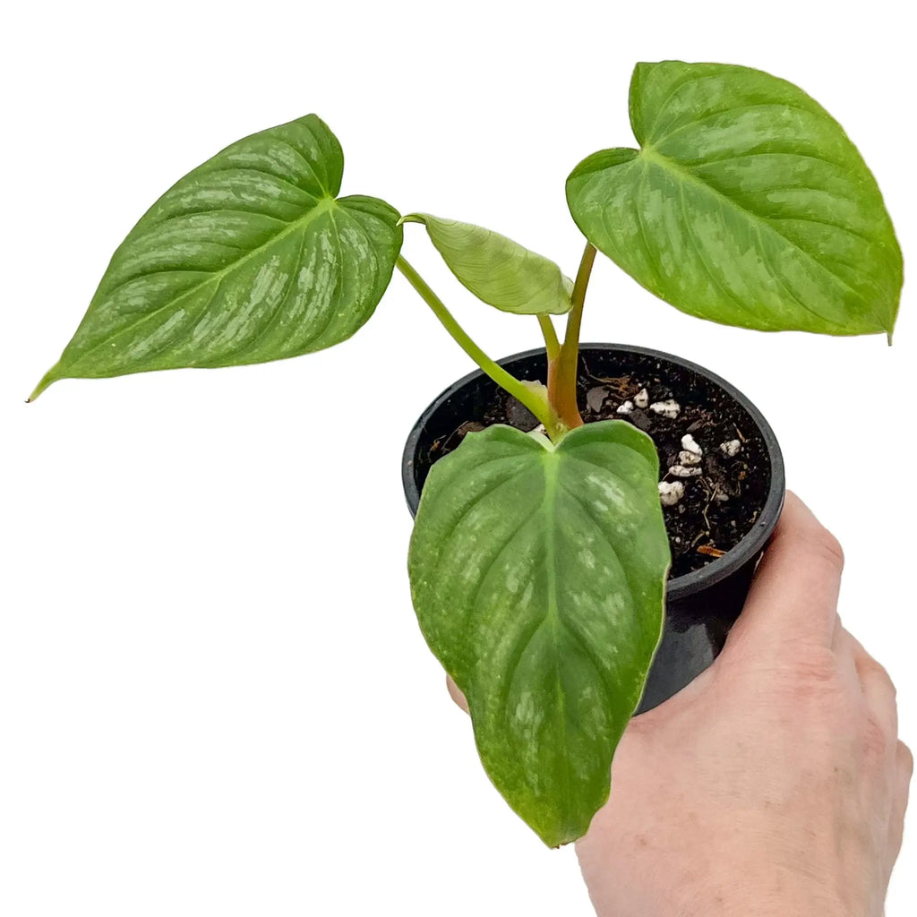 Philodendron mamei x Dean McDowell hybrid plant in hand, showcasing vibrant green leaves. Chalet Boutique, Australia.