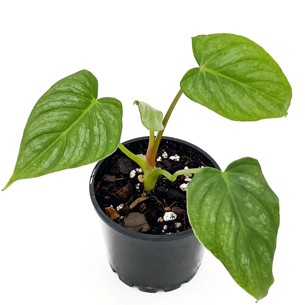 Philodendron mamei x Dean McDowell in a pot, showcasing unique textured leaves. Buy rare indoor plants online at Chalet Boutique, Australia.