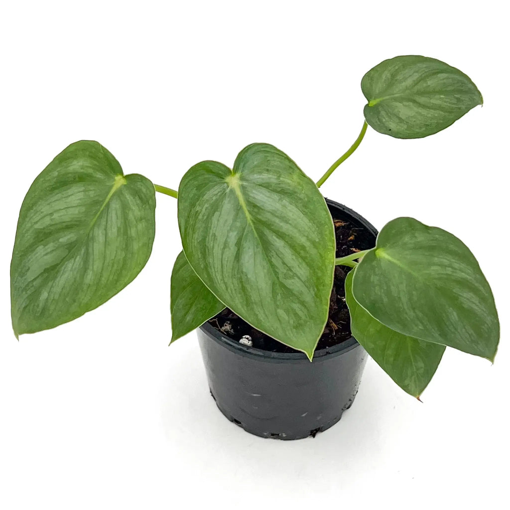 Philodendron Pastazanum Silver in black pot showcasing its broad, heart-shaped leaves. Perfect rare indoor plant. Chalet Boutique, Australia.