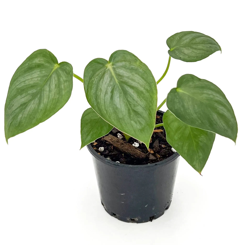 Philodendron Pastazanum Silver in a black pot showcasing heart-shaped leaves; perfect for rare indoor plants Australia. Chalet Boutique, Australia.