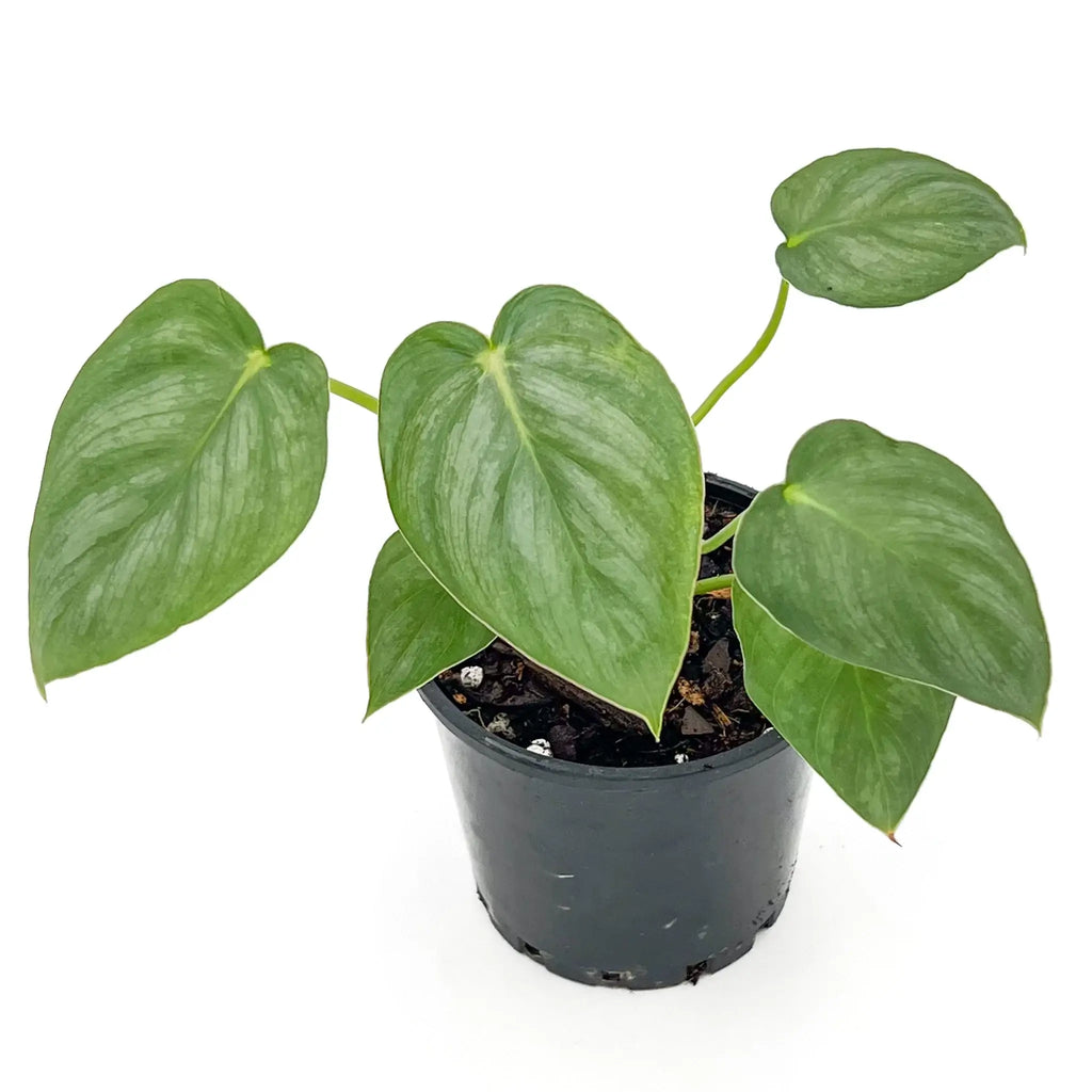 Philodendron Pastazanum Silver in a pot, featuring broad, heart-shaped leaves with a silvery sheen. Unique indoor plants Australia, Chalet Boutique, Australia.