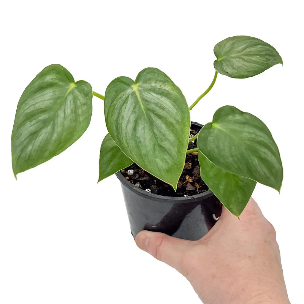 Philodendron Pastazanum Silver in hand, showcasing heart-shaped leaves with silvery sheen. Buy rare plants online at Chalet Boutique, Australia.