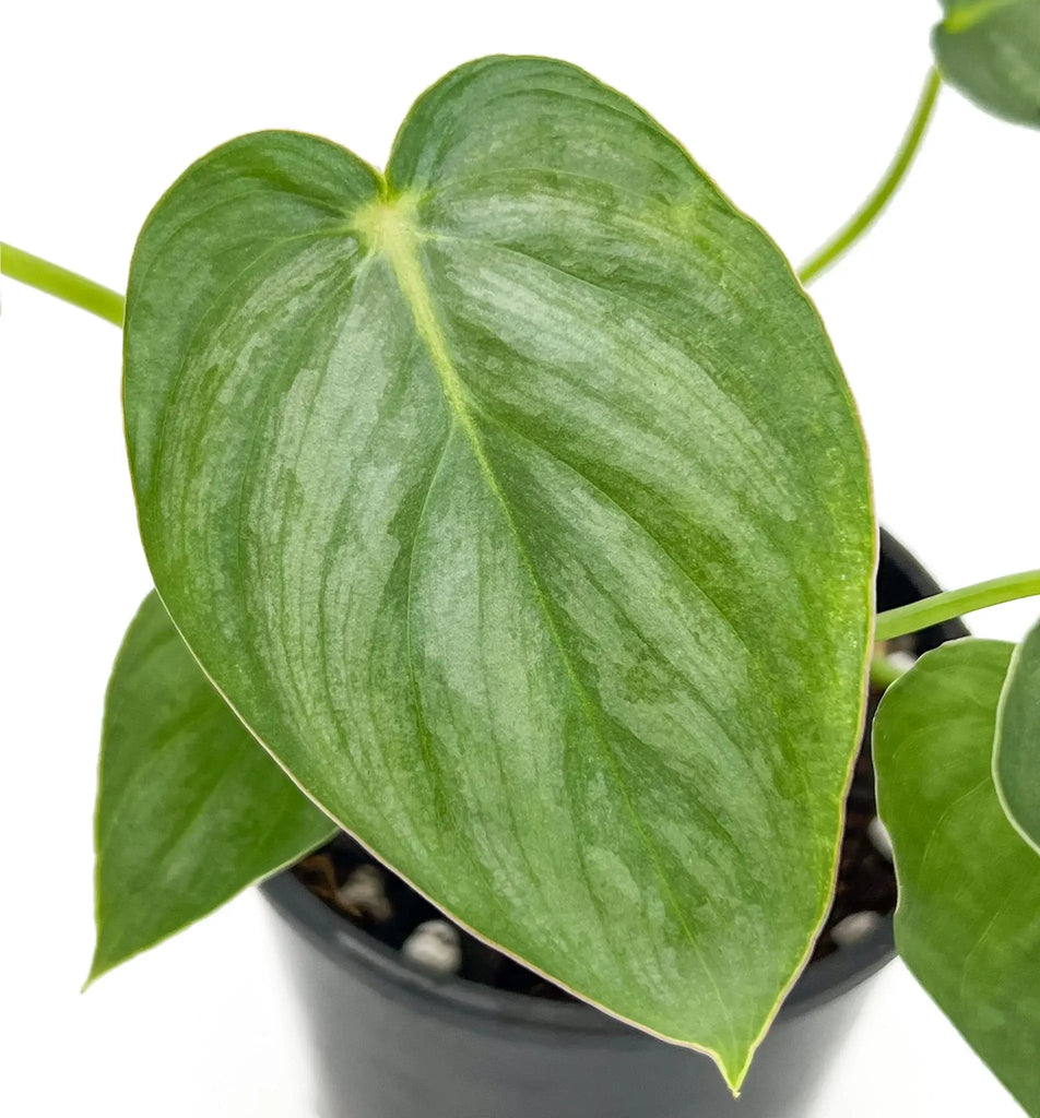 Close-up of Philodendron Pastazanum Silver leaf showcasing its unique silvery sheen and heart-shaped texture, Chalet Boutique, Australia.