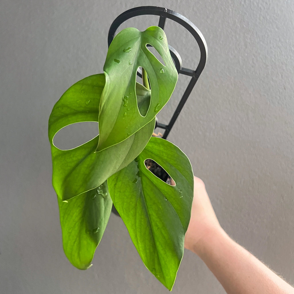 Rhaphidophora pertusa with large fenestrated leaves on a holder, ideal for indoor plant enthusiasts at Chalet Boutique, Australia.