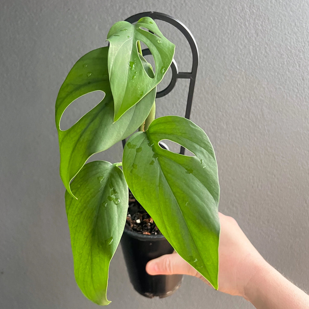 Hand holding a Rhaphidophora pertusa with unique fenestrated leaves, perfect for indoor plant enthusiasts, Chalet Boutique, Australia.