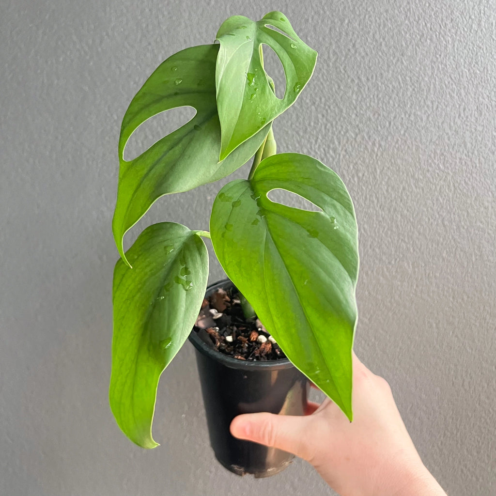 Rhaphidophora pertusa with unique fenestrated leaves in a black pot, perfect for indoor plant enthusiasts, Chalet Boutique, Australia.