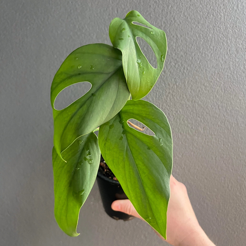 Healthy Rhaphidophora pertusa plant with vibrant green fenestrated leaves, perfect for indoor enthusiasts. Chalet Boutique, Australia.