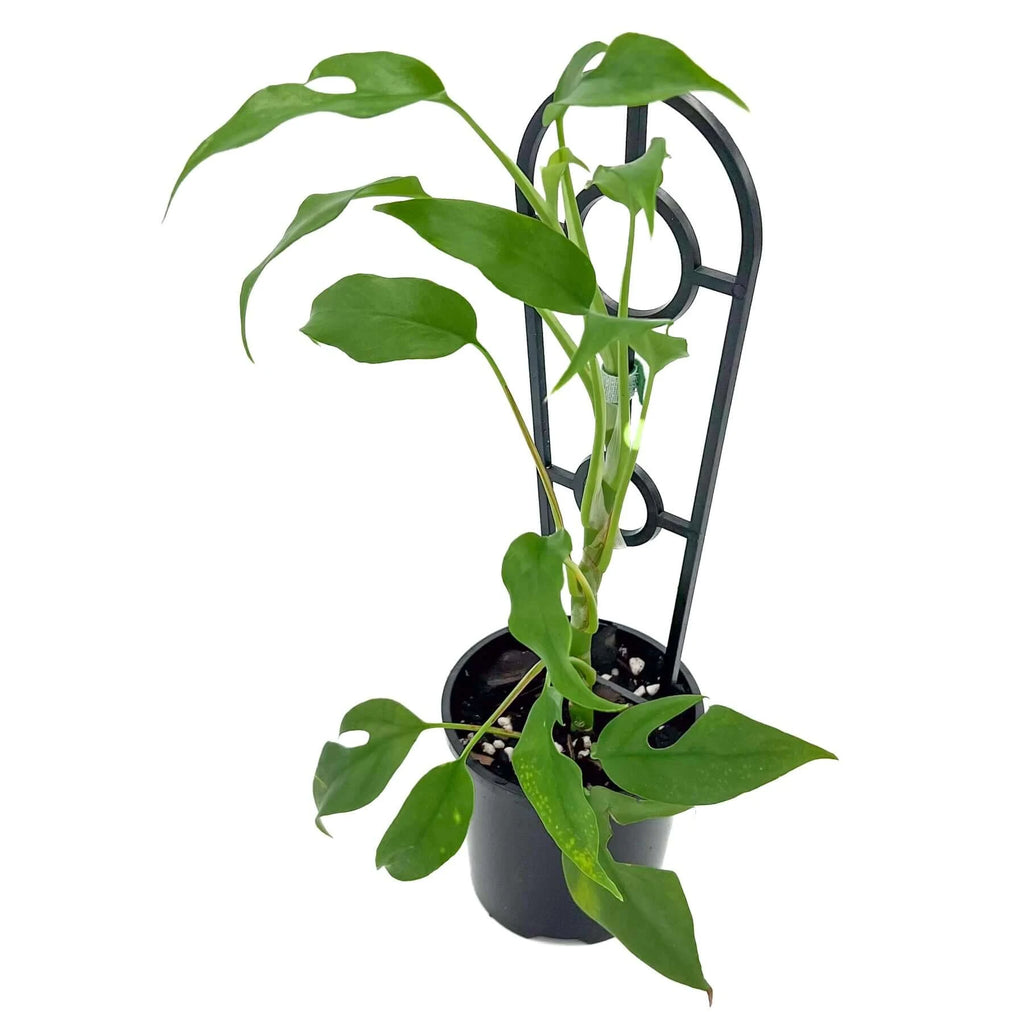 Rhaphidophora Tetrasperma | Indoor Plant | Chalet Boutique - Australia