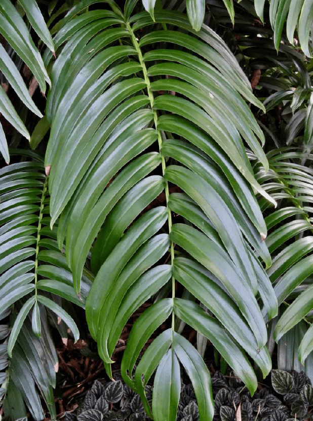 Close-up of glossy green Rhaphidophora neglecta leaves, ideal for indoor plant enthusiasts. Chalet Boutique, Australia.