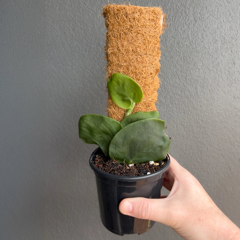 Hand holding a Monstera standleyana Variegated Aurea showing golden variegation across narrow glossy leaves. Rare indoor plant nursery Australia.