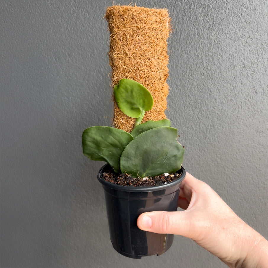 Person holding a potted Monstera standleyana Variegated Aurea with climbing stems and marbled aurea variegation. Trusted indoor plant shop Australia.