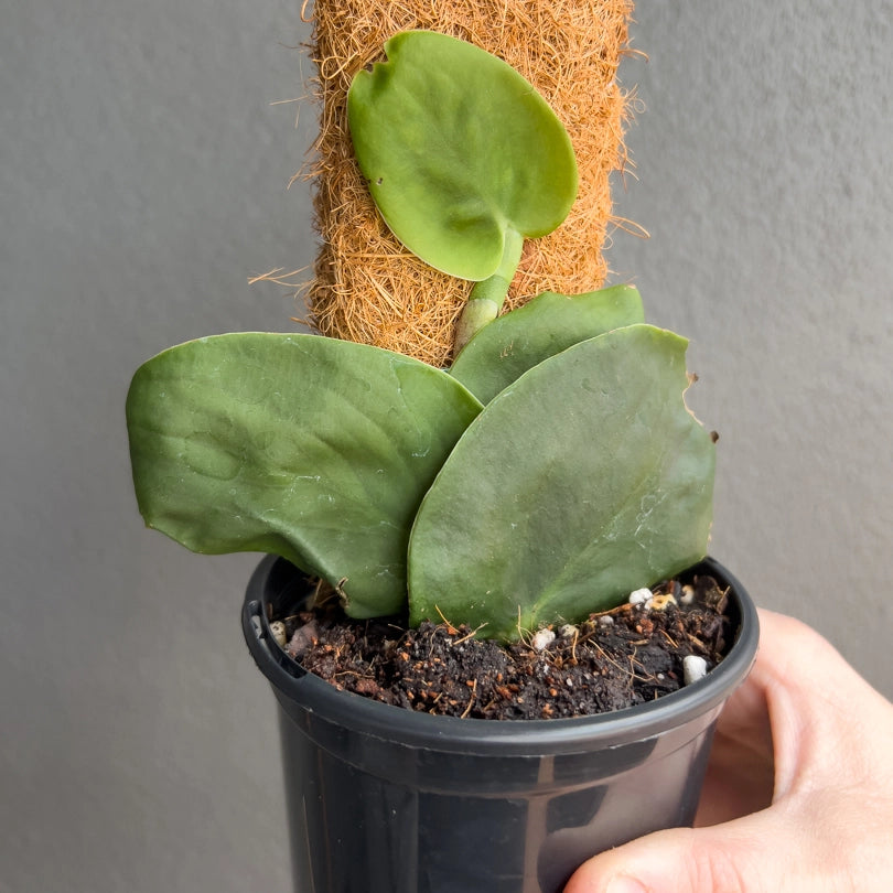 Close-up of Monstera standleyana Variegated Aurea foliage highlighting creamy yellow streaks on deep green leaves. Rare indoor plant collectors Australia.