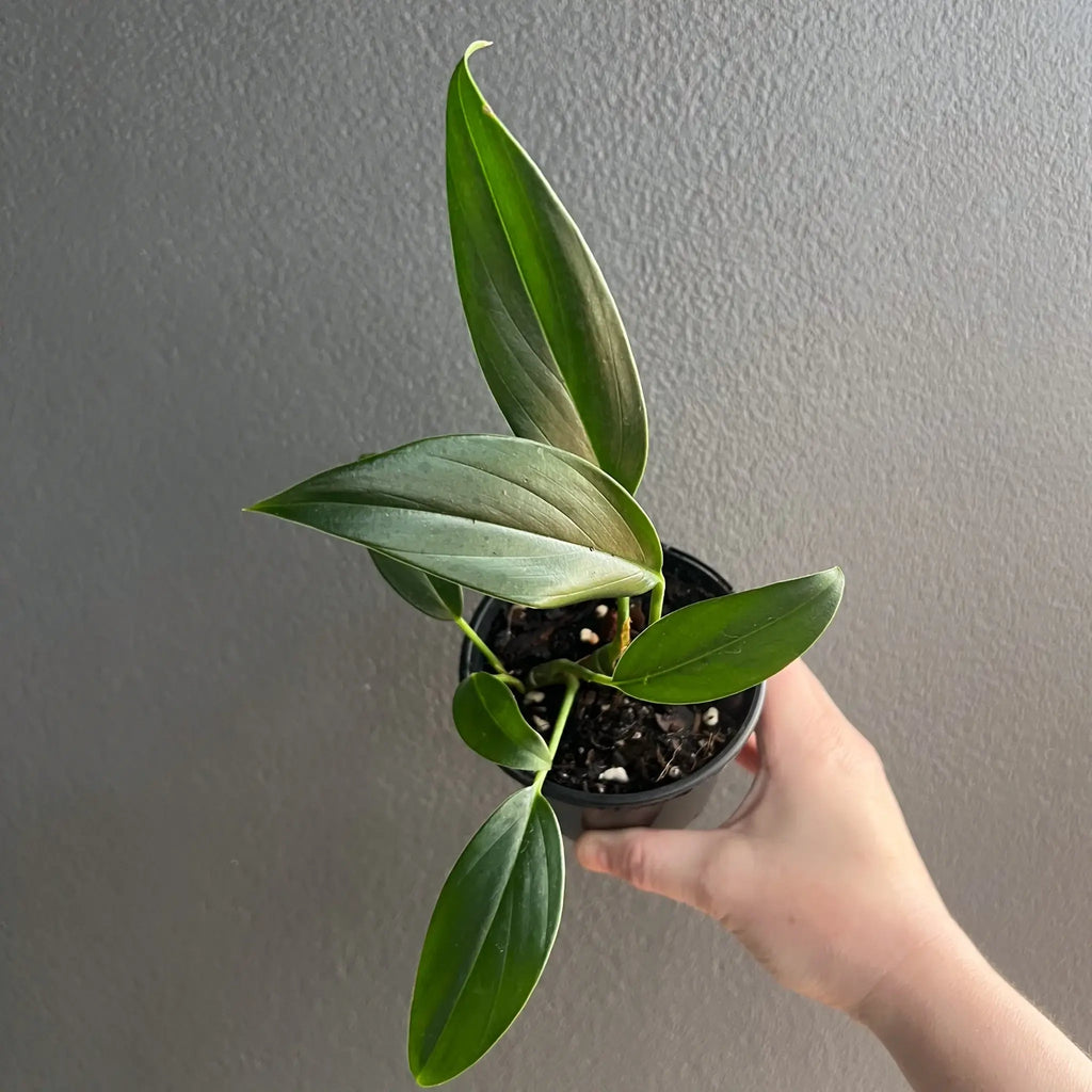 Rhaphidophora neglecta indoor plant with glossy green leaves in a hand, ideal for collectors. Chalet Boutique, Australia.