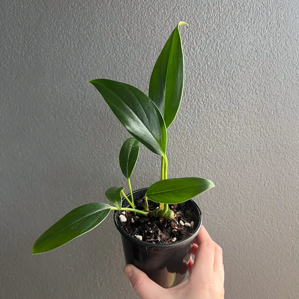 Rhaphidophora neglecta, a rare indoor plant with glossy green leaves in a black pot, perfect for collectors. Chalet Boutique, Australia.
