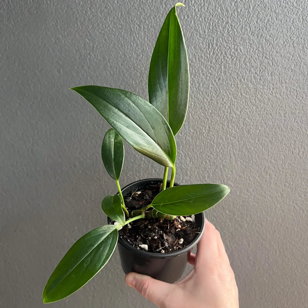 Rhaphidophora neglecta in a black pot, showcasing glossy green foliage. Ideal for indoor plant collectors. Chalet Boutique, Australia.