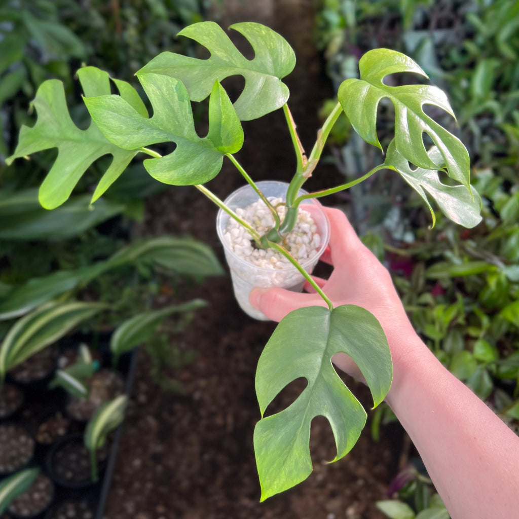 akebono zz plant Buy Rare ZZ Plant Variegated 'Akebono' Online