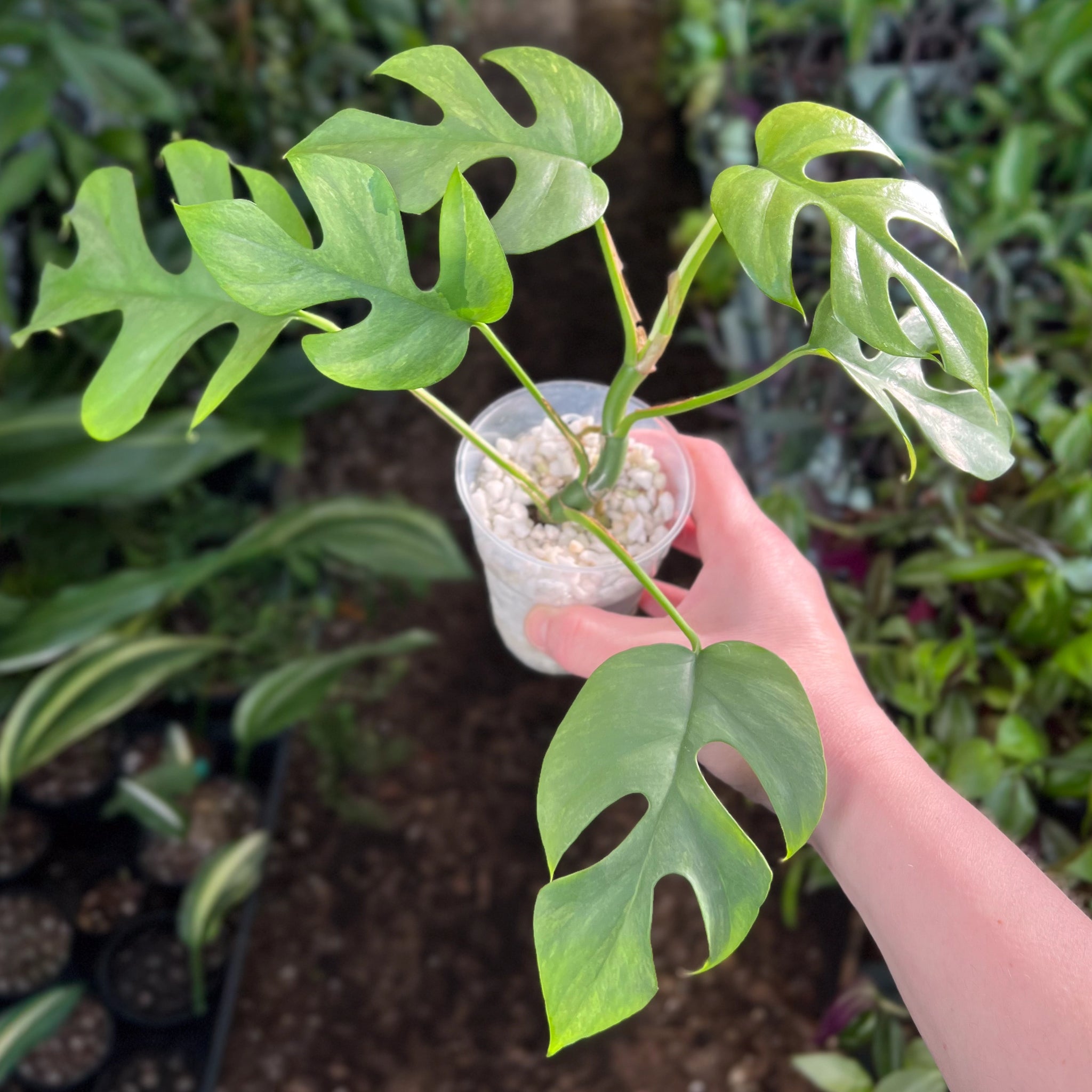 philodendron camposportoanum australia Buy Philodendron camposportoanum