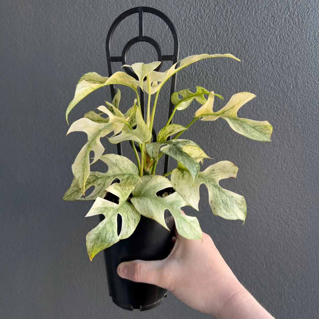 philodendron rhaphidophora tetrasperma Rhaphidophora Tetrasperma Mint Variegated
