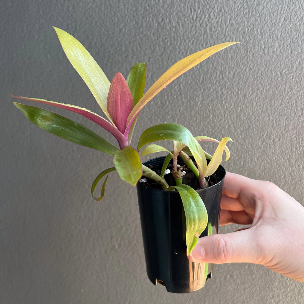Rhoeo 'Gold' indoor plant with vibrant golden-yellow leaves in a black pot on a grey background, perfect for unique indoor spaces. Chalet Boutique, Australia.