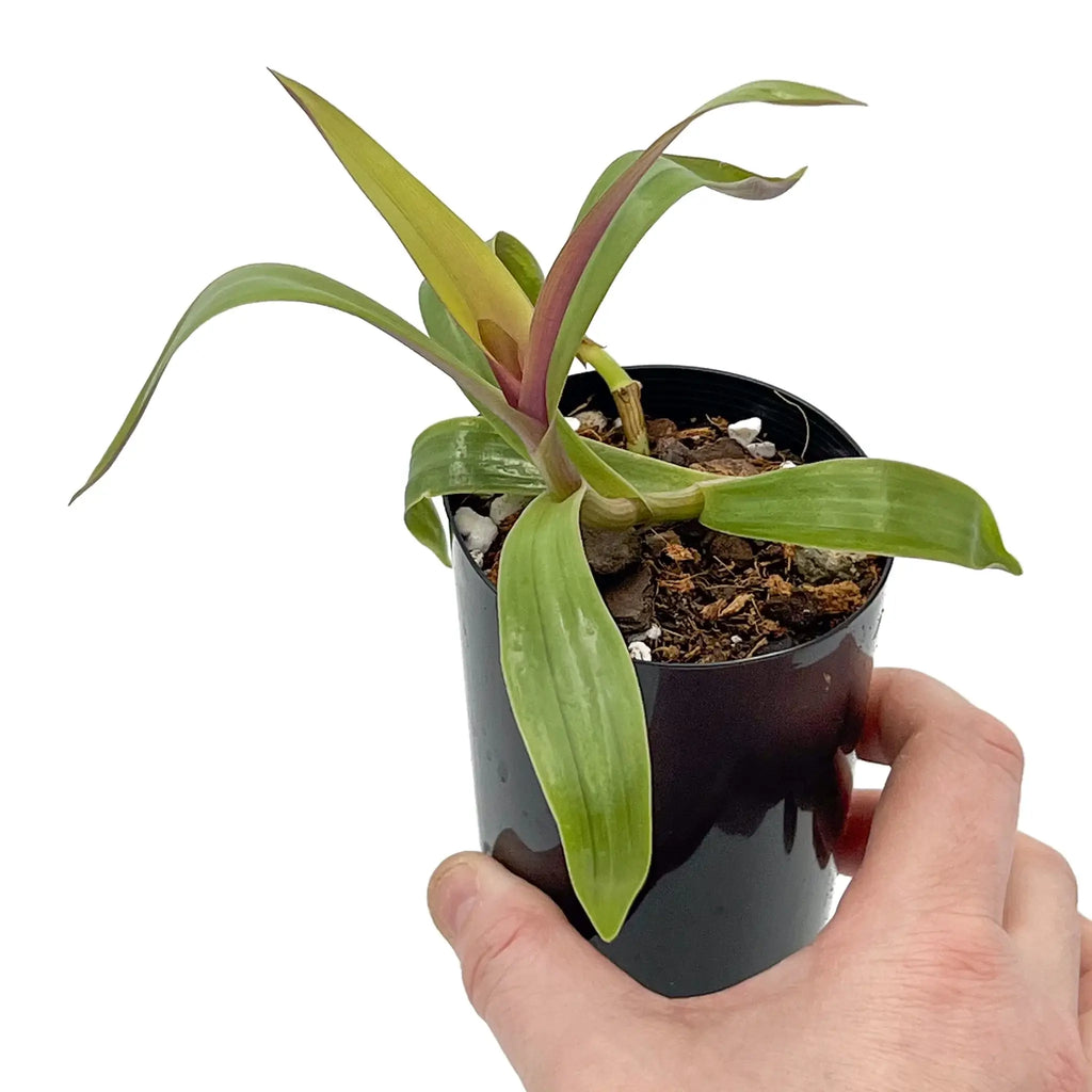 Rhoeo 'Gold' indoor plant in a black pot, showcasing vibrant golden and green foliage. Perfect for unique indoor plant collections. Chalet Boutique, Australia.