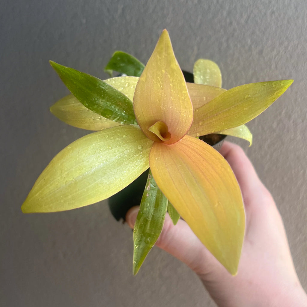 Rhoeo 'Gold' plant in a black pot, featuring vibrant golden-yellow leaves, ideal for indoor spaces. Chalet Boutique, Australia.