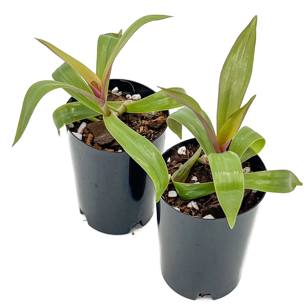 Rhoeo 'Gold' plants in black pots showcasing vibrant golden-yellow foliage, ideal for indoor spaces. Chalet Boutique, Australia.