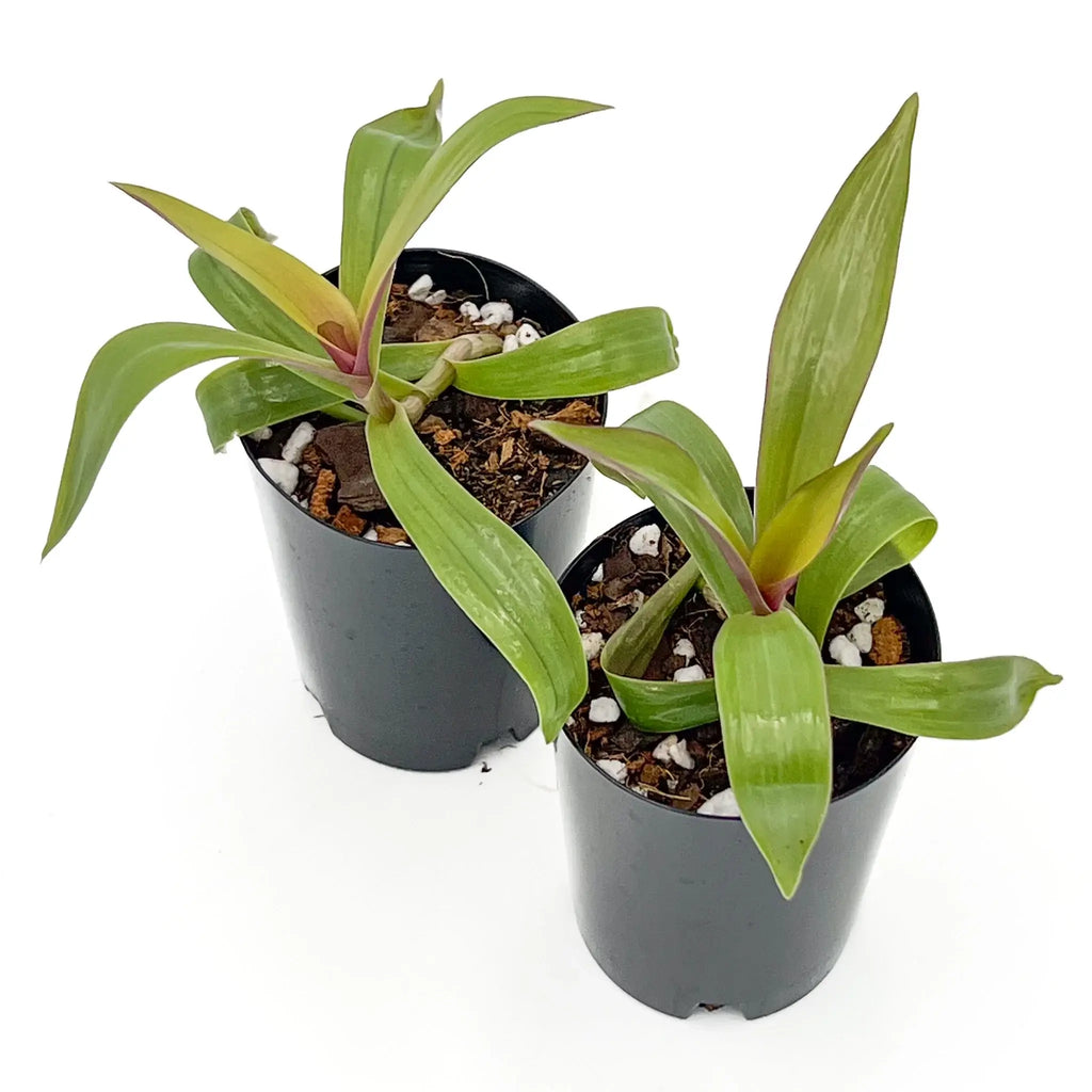 Rhoeo 'Gold' indoor plants in black pots with lush green and golden foliage, ideal for bright locations. Chalet Boutique, Australia.