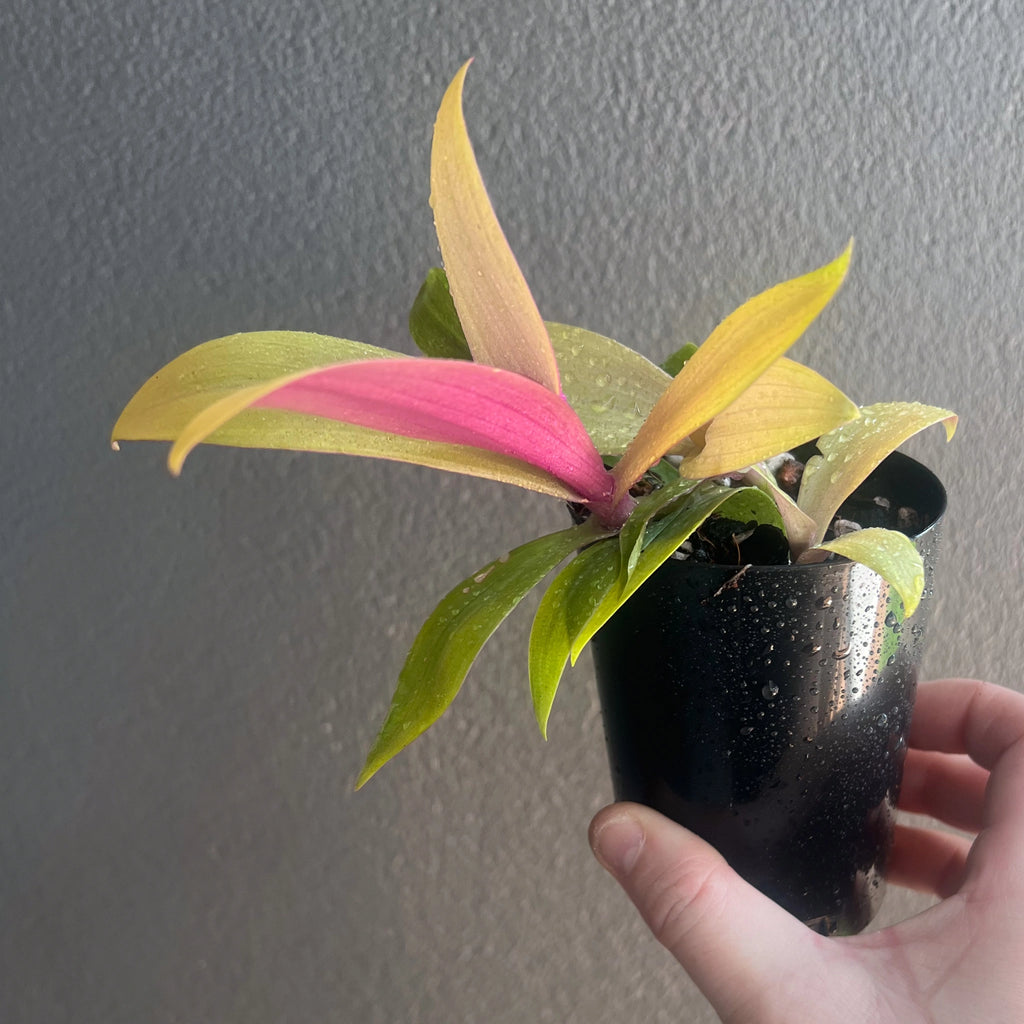 Rhoeo 'Gold' plants in black pots showcasing vibrant golden-yellow foliage, ideal for indoor spaces. Chalet Boutique, Australia.