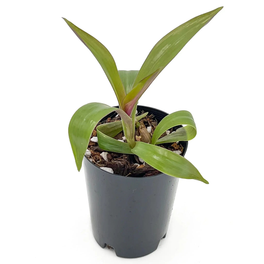 Rhoeo 'Gold' houseplant in a nursery pot, featuring vibrant golden-yellow leaves. Chalet Boutique, Australia.
