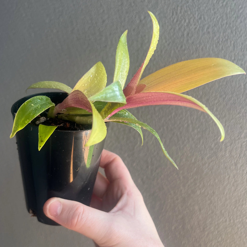 Rhoeo 'Gold', vibrant indoor plant in a black pot, perfect for bright spaces. Available at Chalet Boutique, Australia.