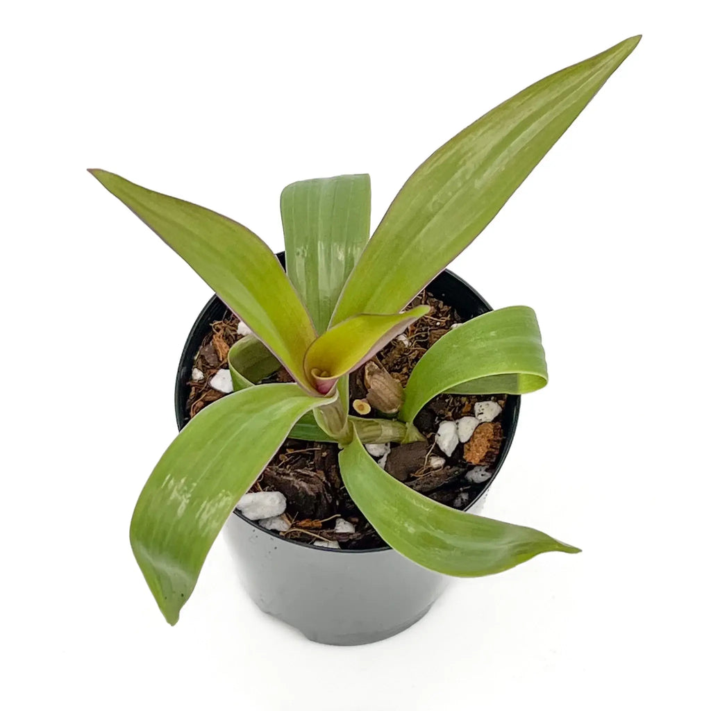 Rhoeo 'Gold' plant in a black pot, featuring vibrant golden-yellow leaves, ideal for indoor spaces. Chalet Boutique, Australia.