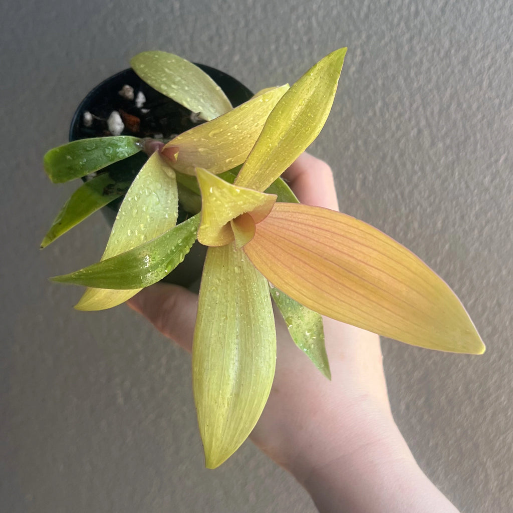 Rhoeo 'Gold' plant with vibrant golden-yellow leaves held in a hand. Ideal for indoor spaces. Chalet Boutique, Australia.