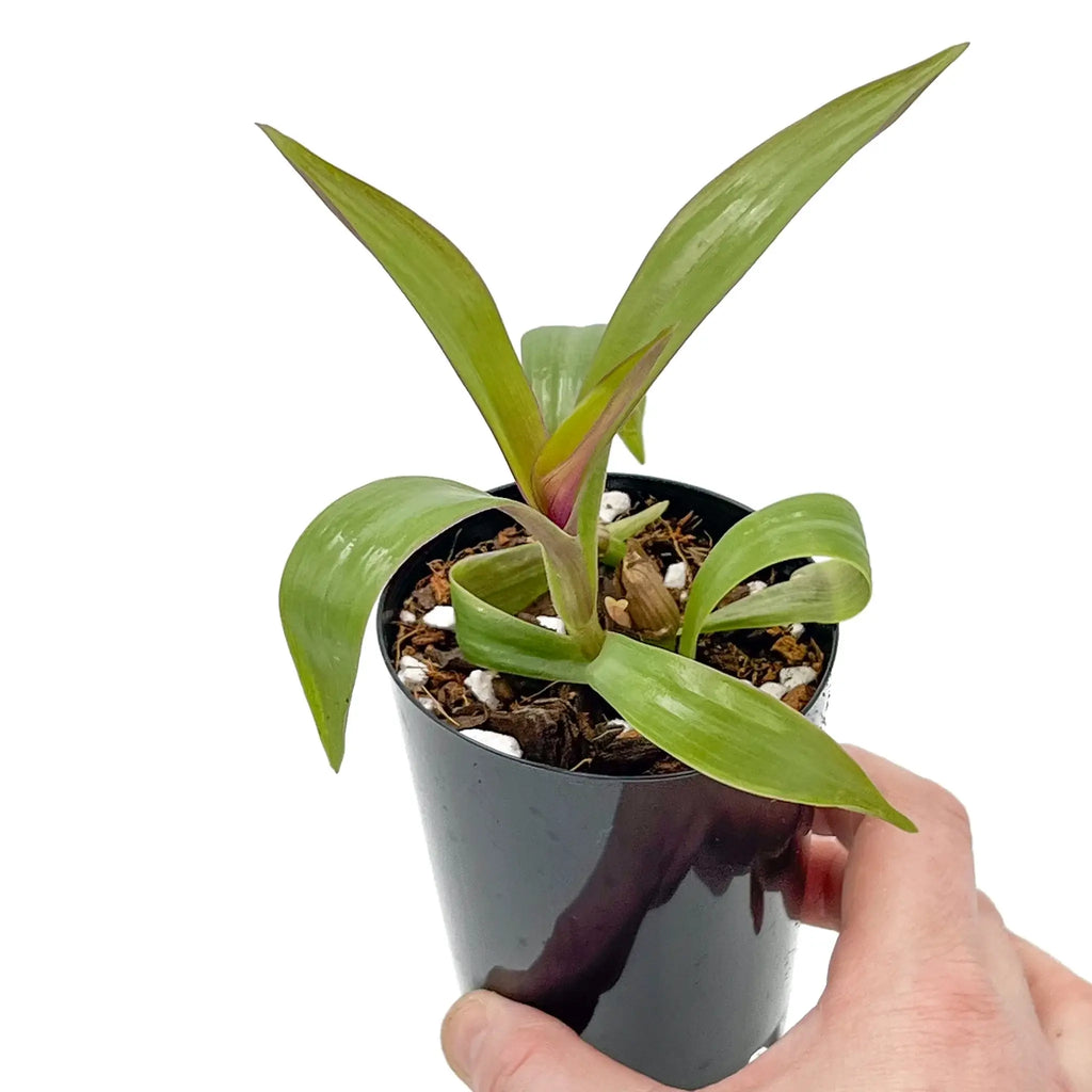 Rhoeo 'Gold' indoor plant with vibrant golden-yellow leaves in a black pot, perfect for unique indoor spaces. Chalet Boutique, Australia.