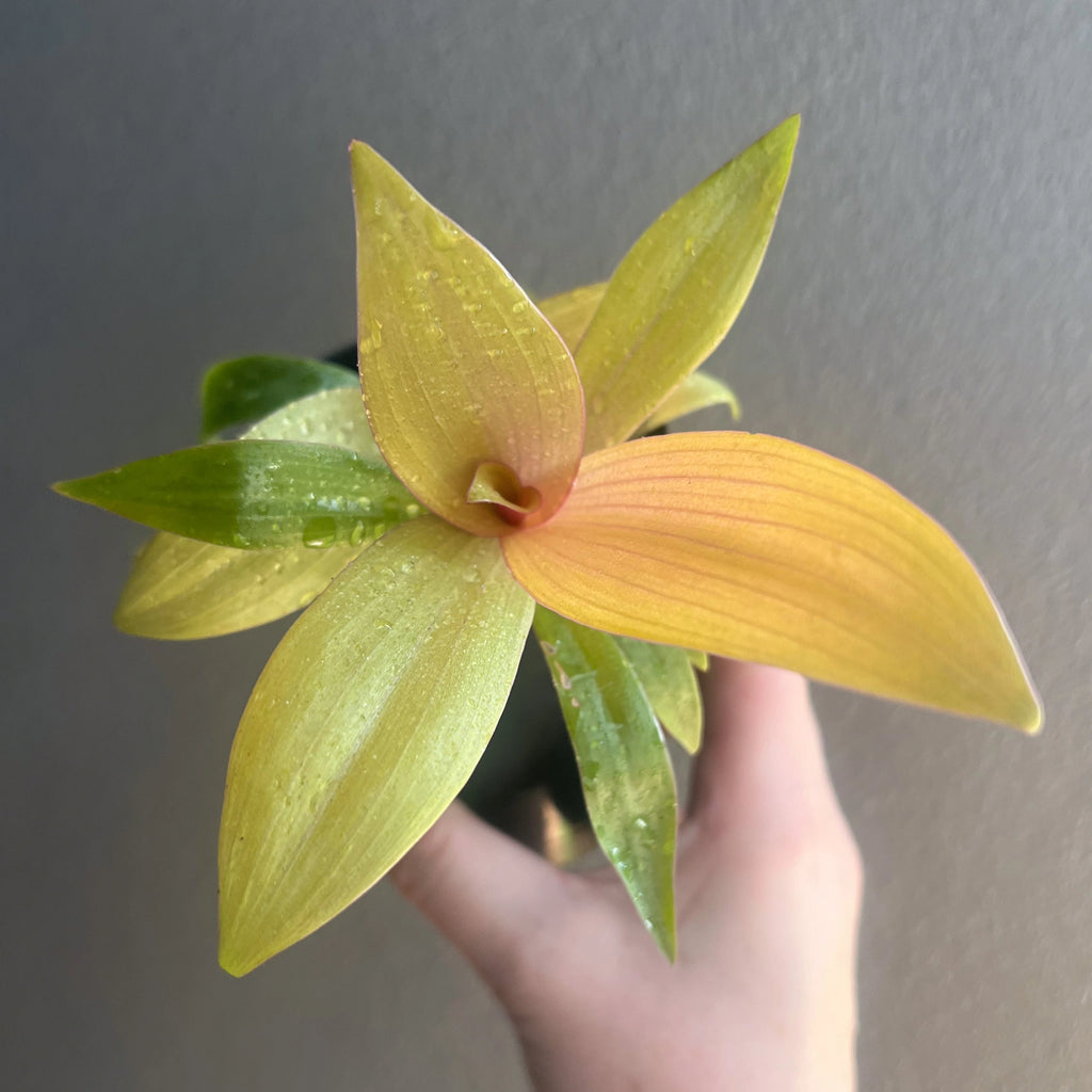 Rhoeo 'Gold' indoor plant in a black pot, showcasing vibrant golden and green foliage. Perfect for unique indoor plant collections. Chalet Boutique, Australia.