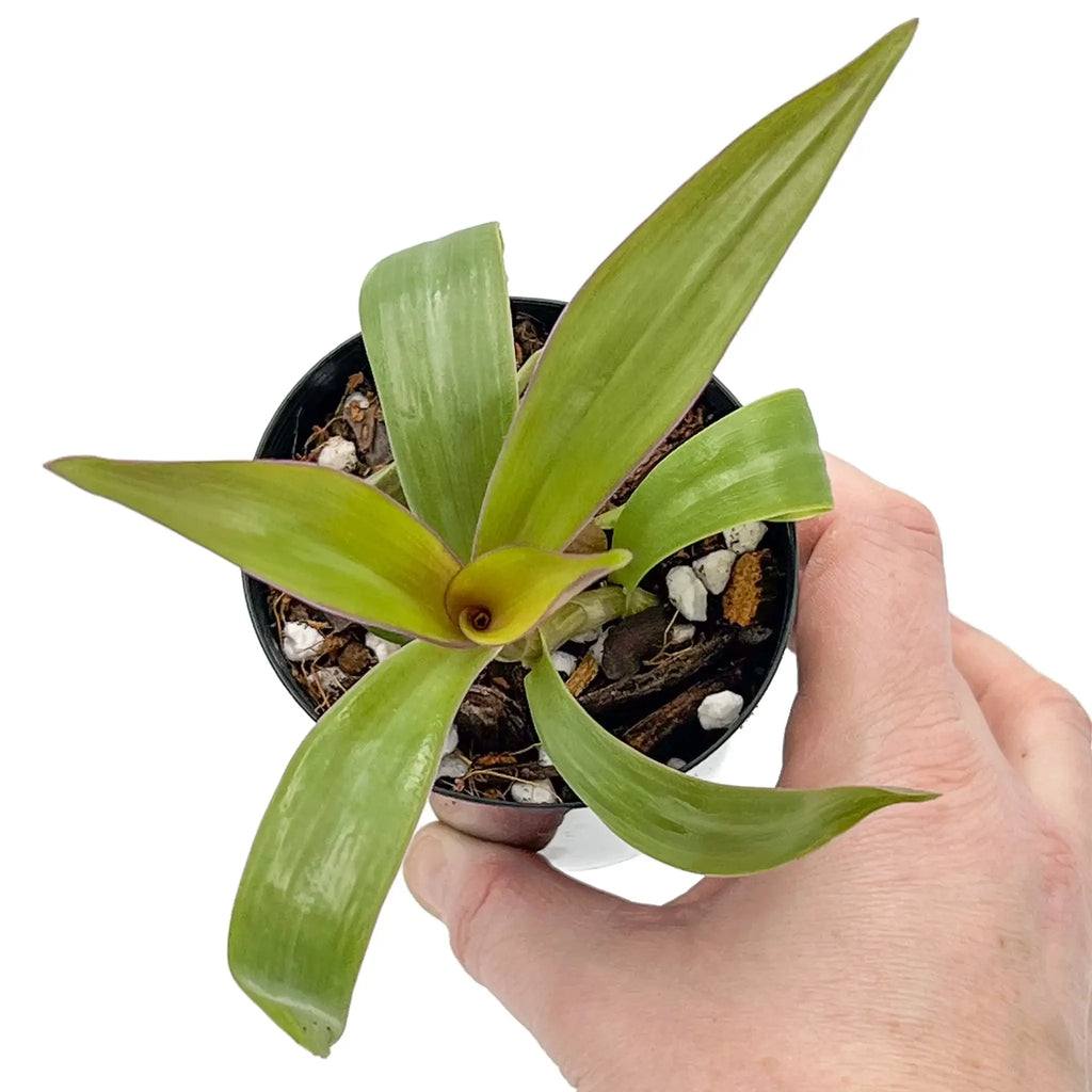 Rhoeo 'Gold' plant with vibrant golden-yellow leaves held in a hand. Ideal for indoor spaces. Chalet Boutique, Australia.