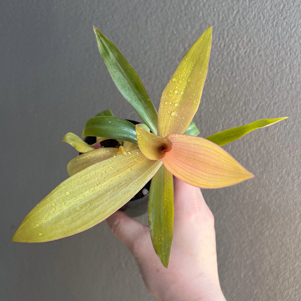 Rhoeo 'Gold' indoor plants in black pots with lush green and golden foliage, ideal for bright locations. Chalet Boutique, Australia.