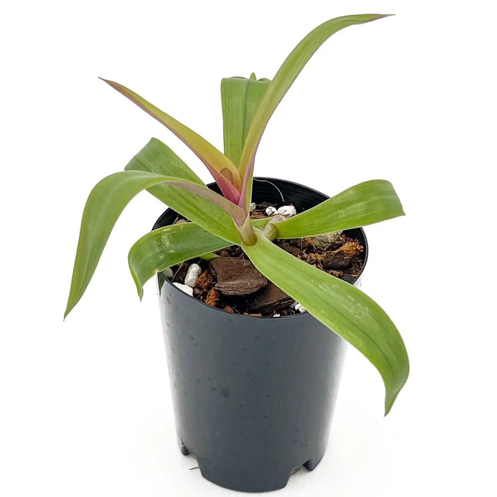 Rhoeo 'Gold', vibrant indoor plant in a black pot, perfect for bright spaces. Available at Chalet Boutique, Australia.