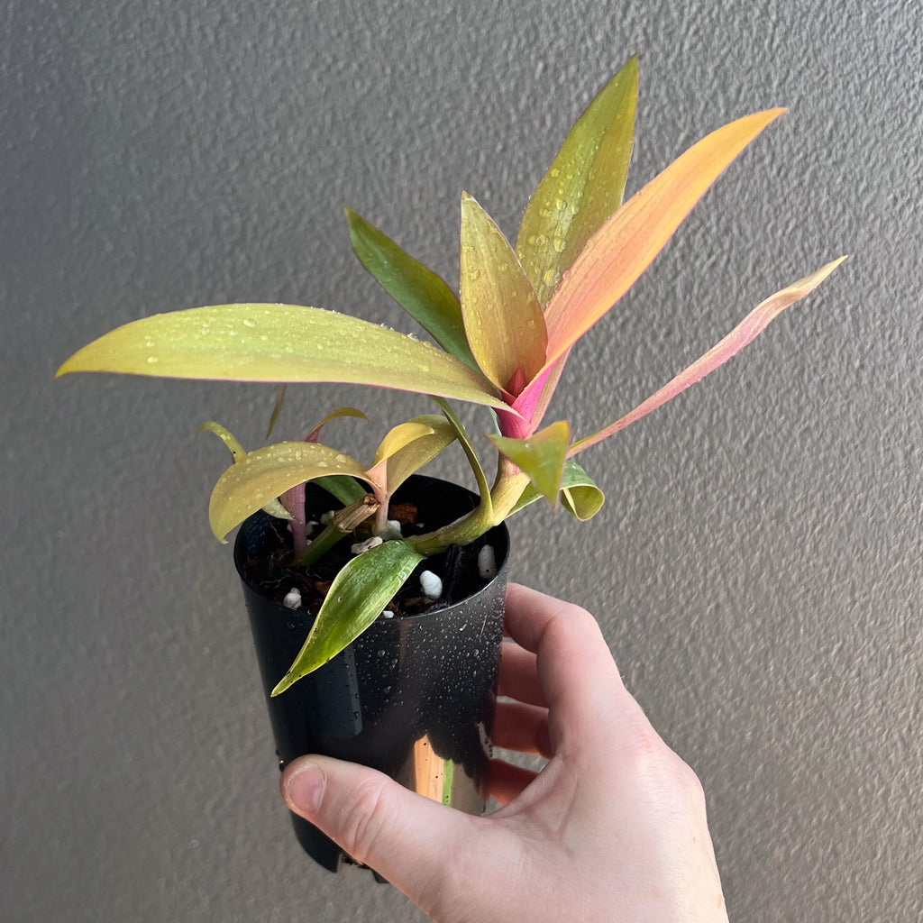 Rhoeo 'Gold' houseplant in a nursery pot, featuring vibrant golden-yellow leaves. Chalet Boutique, Australia.