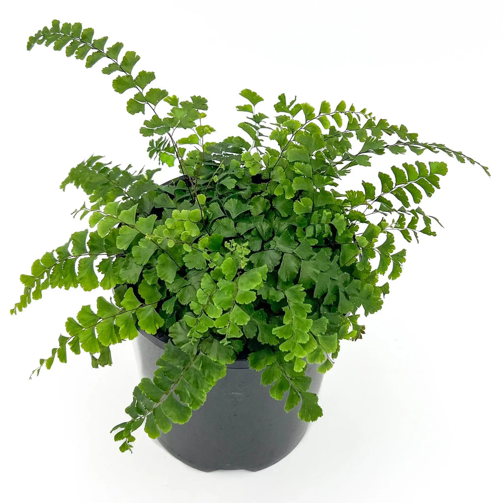 Rosy Maidenhair Fern in a 12cm pot showcasing lush green fronds, perfect for indoor spaces. Available at Chalet Boutique, Australia.