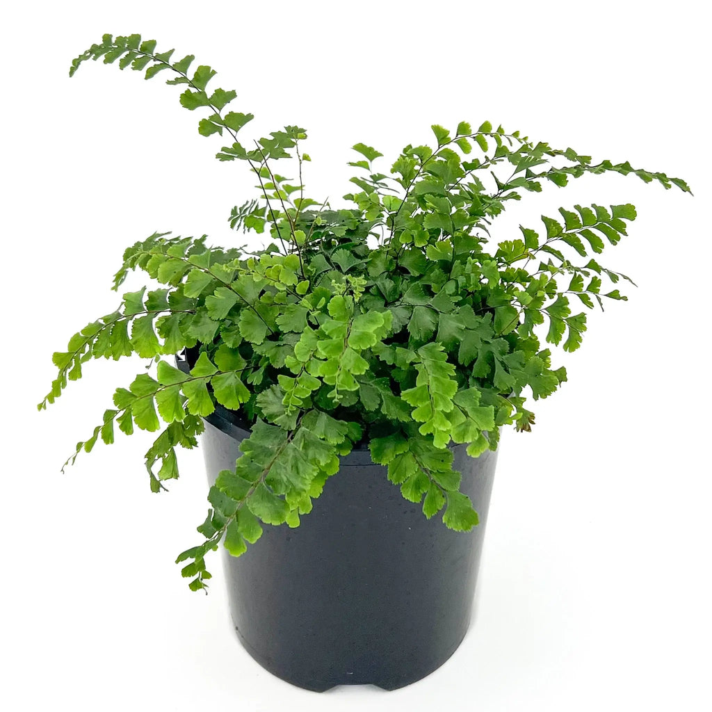 Rosy Maidenhair Fern in a pot, showcasing lush fronds in pink and green hues, perfect for indoor spaces. Chalet Boutique, Australia.