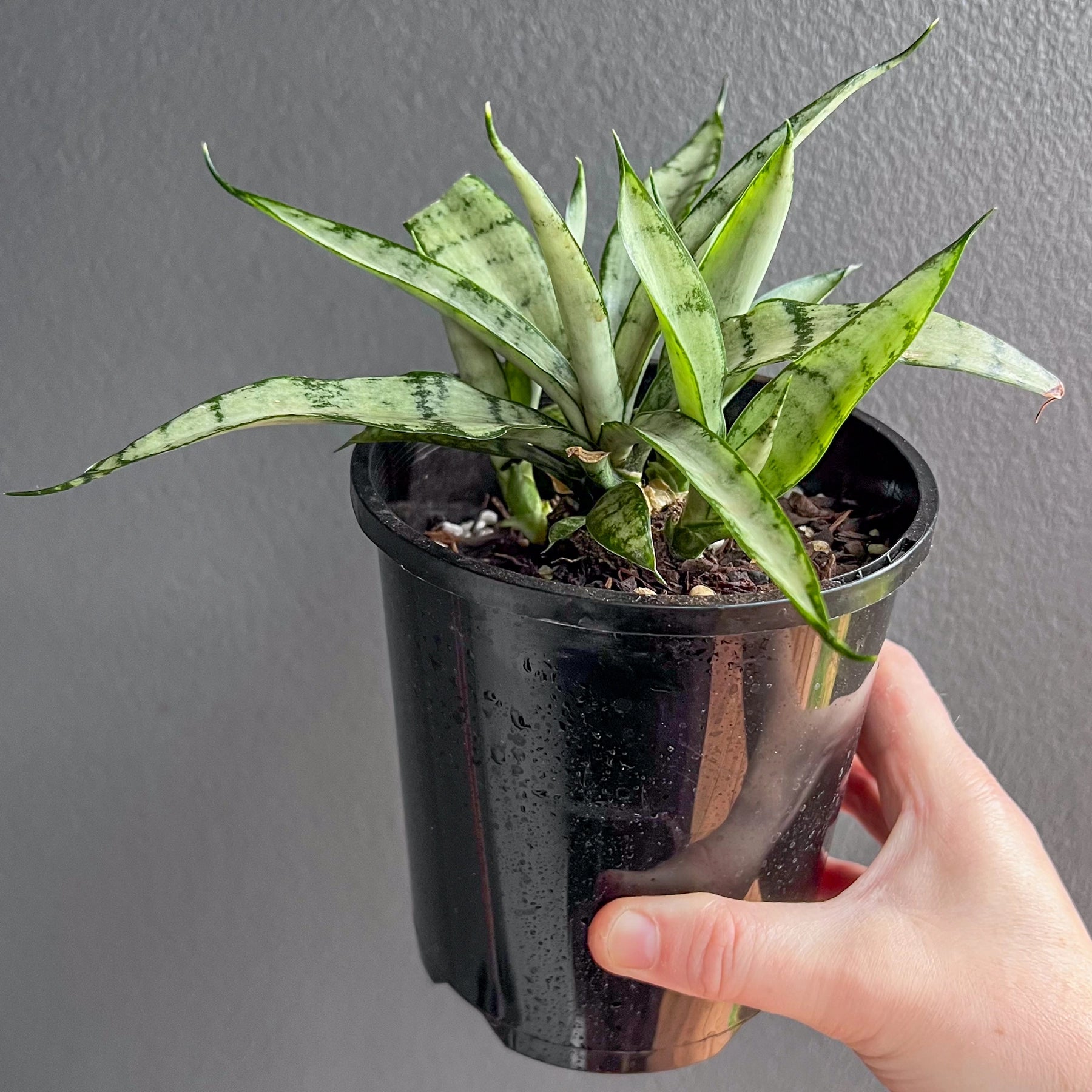 sansevieria trifasciata silver princess Sansevieria trifasciata 'Silver Princess'
