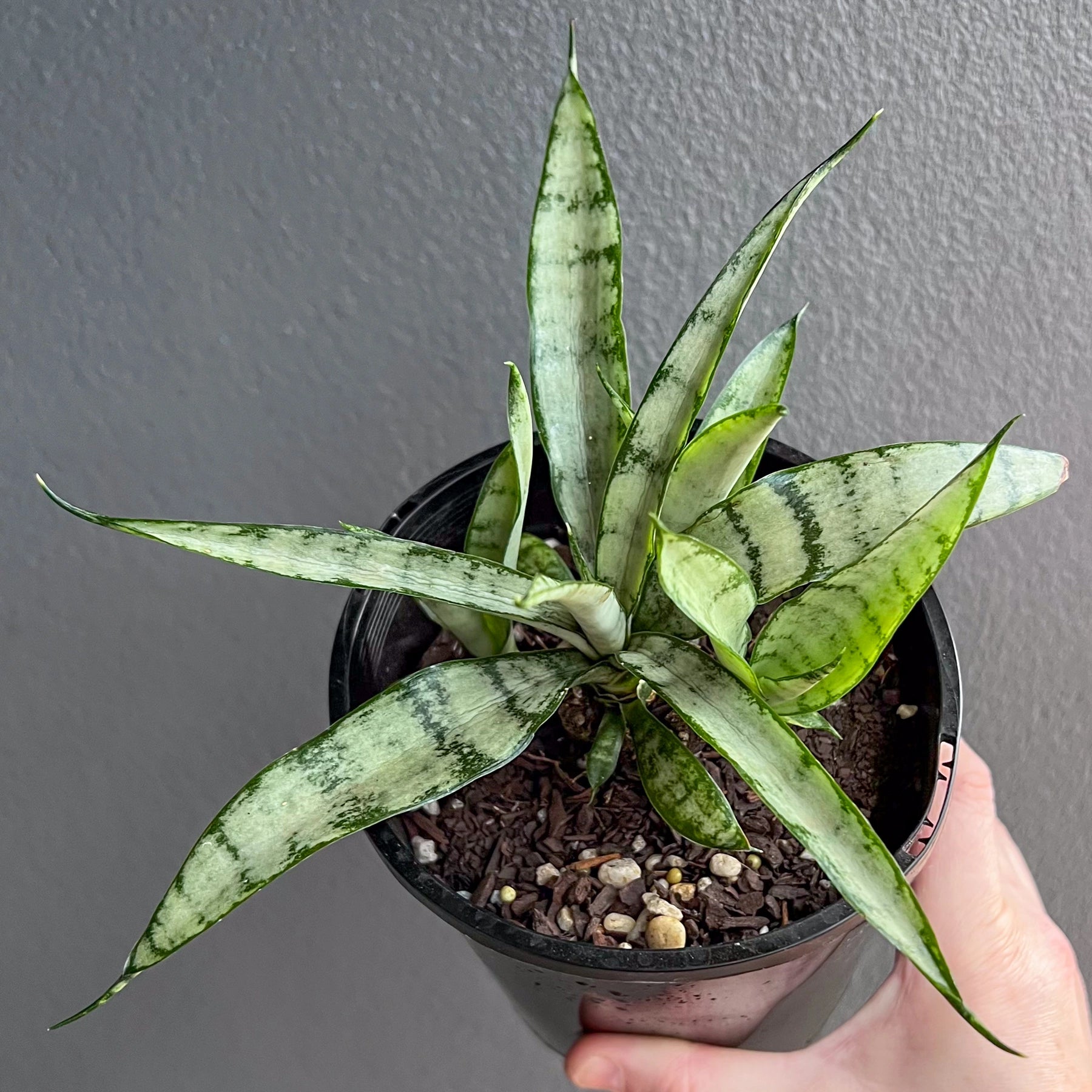 Sansevieria trifasciata 'Silver Princess'