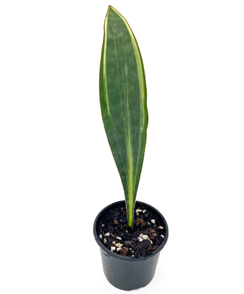 Sansevieria Masoniana Variegated 'Aurea'