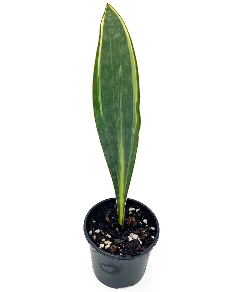 Sansevieria Masoniana Variegated 'Aurea'