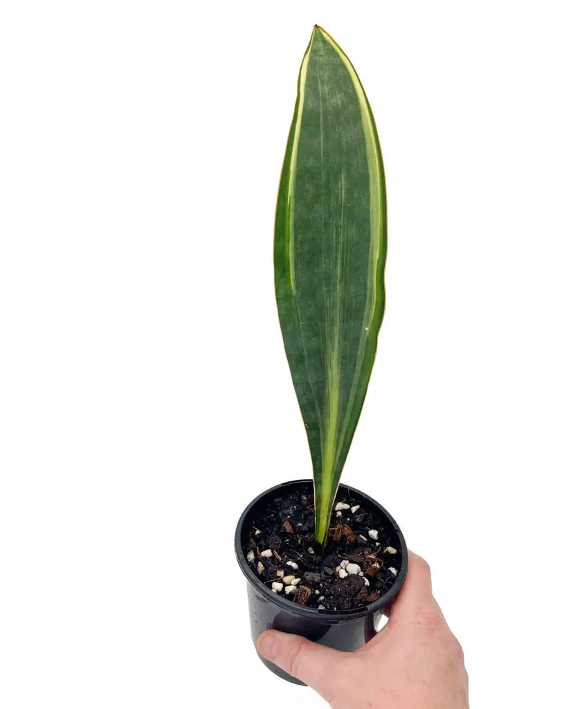 Sansevieria Masoniana Variegated 'Aurea'