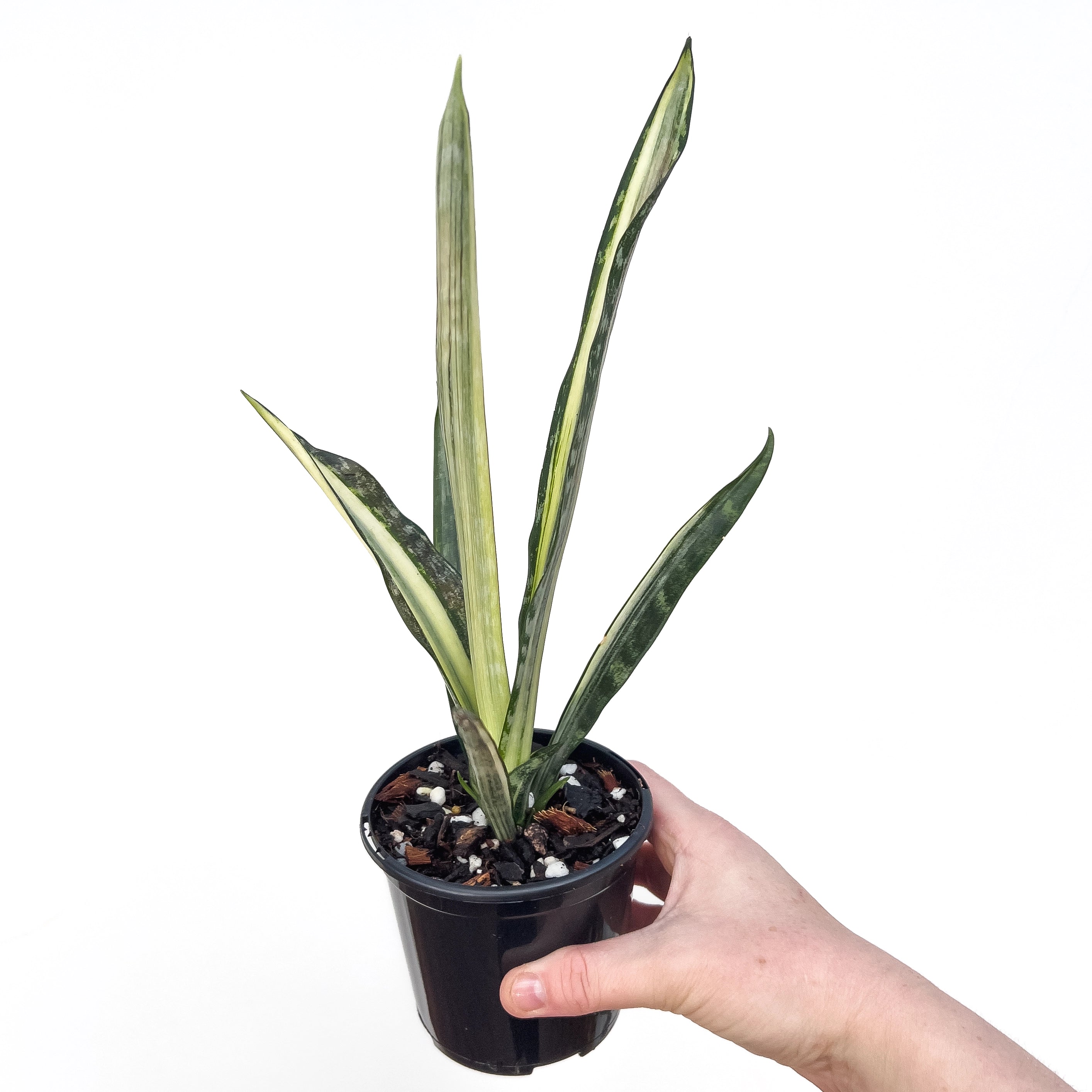 Sansevieria Bantel's Sensation