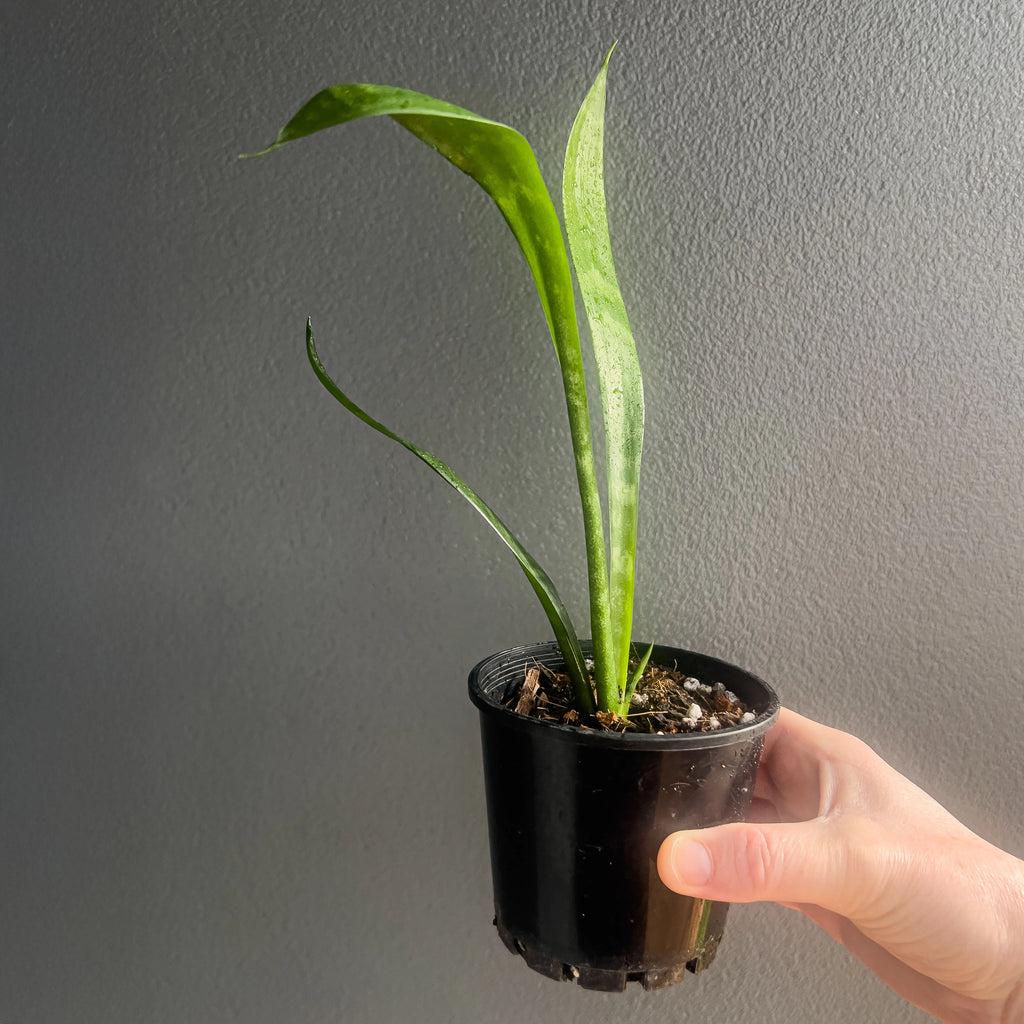 Person holding a potted Sansevieria trifasciata with tall vertical growth and strong patterned leaves. Trusted indoor plant shop Australia.