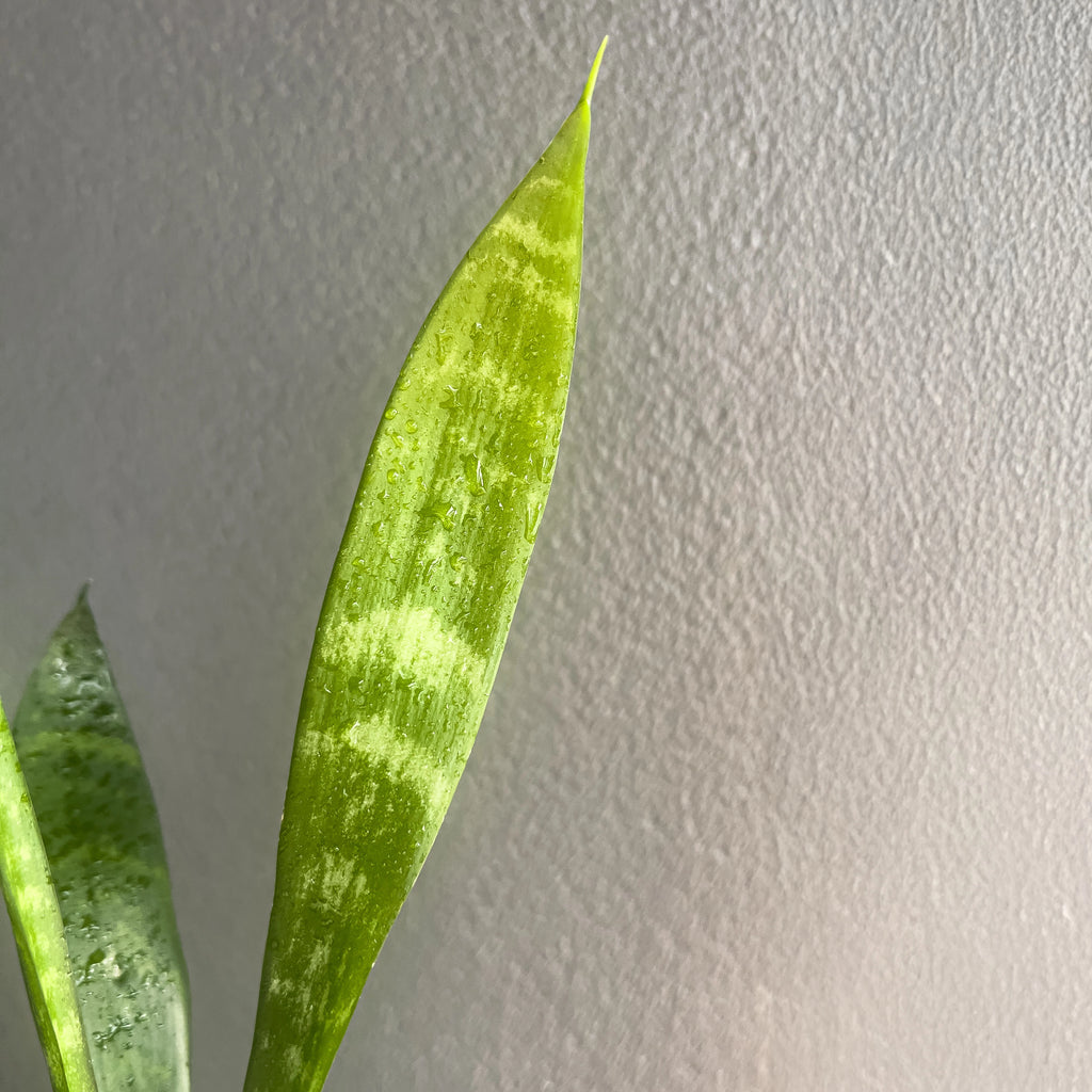 Close-up of Sansevieria trifasciata foliage highlighting striped variegation and glossy texture. Rare indoor plant collectors Australia.