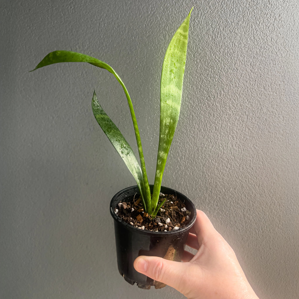 Side view of Sansevieria trifasciata held against a neutral background showing sturdy green leaves with light striping.