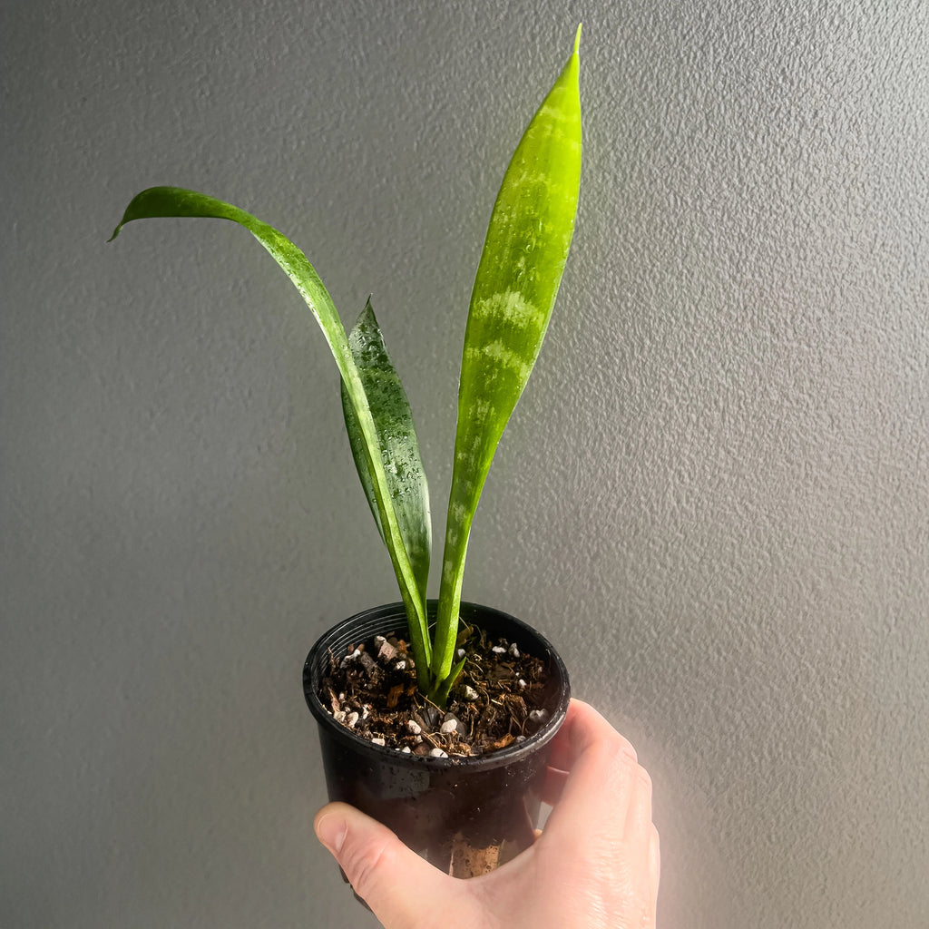 Hand holding a Sansevieria trifasciata showing upright sword-shaped leaves with dark and light green banding. Rare indoor plant nursery Australia.
